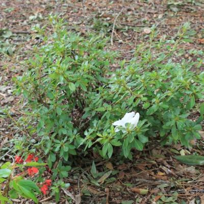 Autumn Angel Encore Azalea